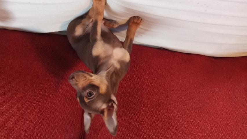 Chihuahua – Male dog