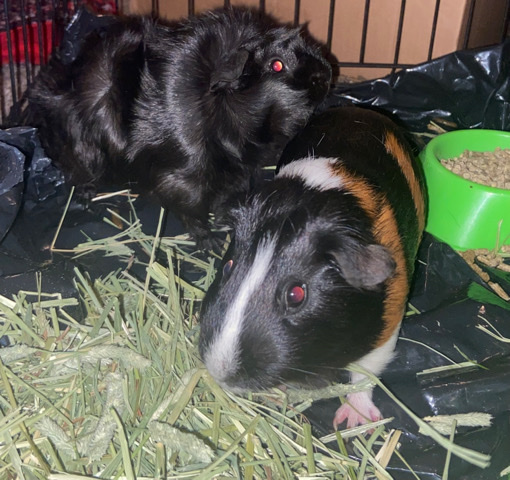 Any – Guinea pigs