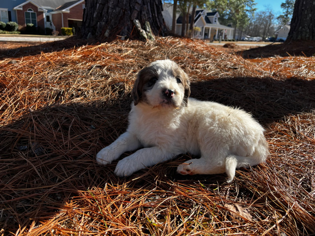 Great Pyrenees – pyredoodles