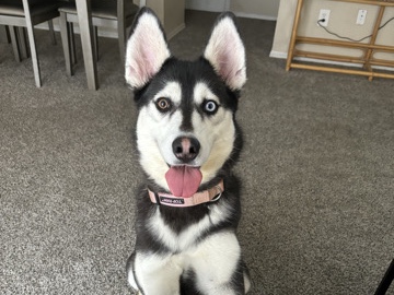 Siberian Husky – Rehome Husksy – Dallas