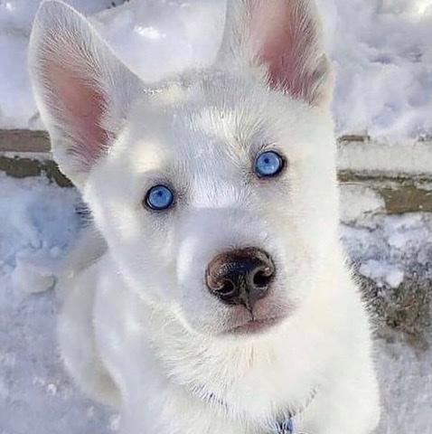 Shella the husky