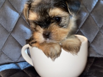 Maltese - MORKIE PUPPIE available for adoption in Miami
