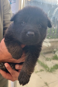 German Shepherd Puppy’s