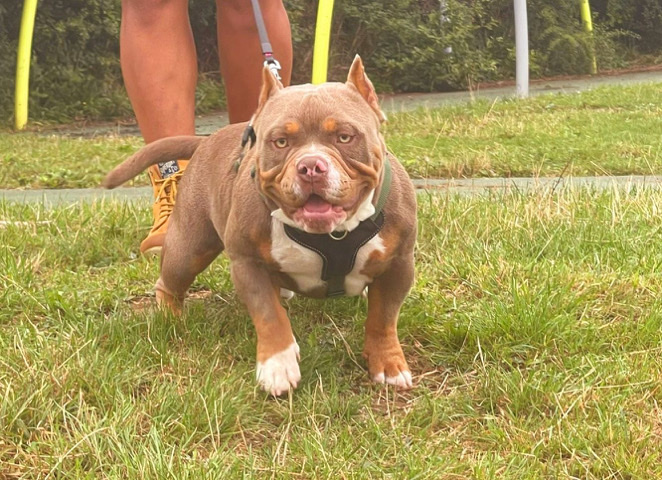 American Bulldog – Male Micro Pocket Bully