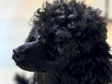 Poodle – Well trained Beautiful KC Poodle girl