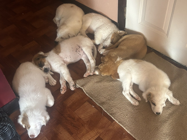 Australian Shepherd – Puppies for adoption – Edinburg