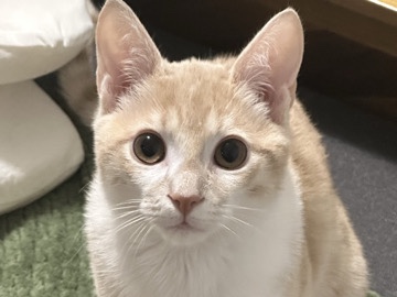 Queso: New home needed