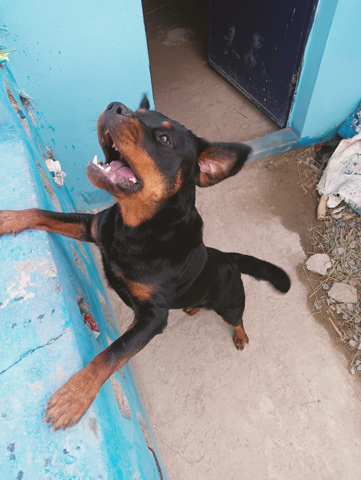 Rottweiler – kci registered & microchip standard Rottweiler
