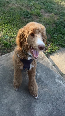 Poodle – Ace