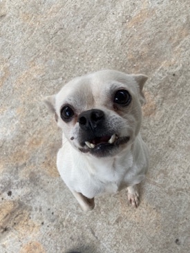 Chihuahua – Elderly White Chihuahua Dog