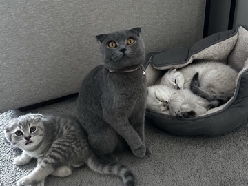 British Shorthair – Scottish Fold – Manchester