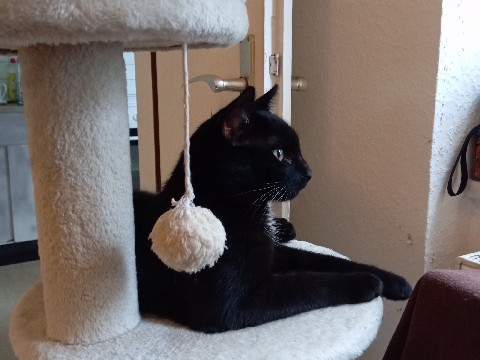 Raas – suche für Simba ein neues Zuhause