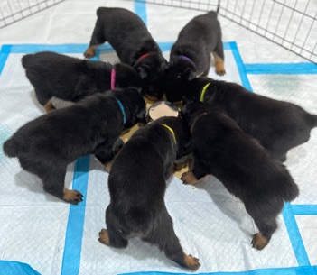 Rottweiler – 6week old Rottweiler Puppies