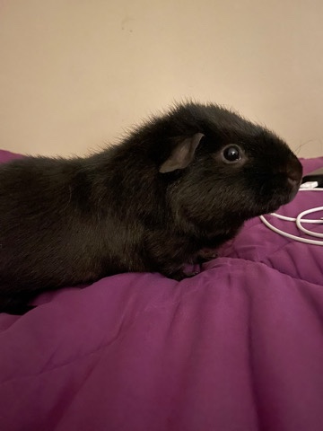 Any – Male Guinea Pig For Sale