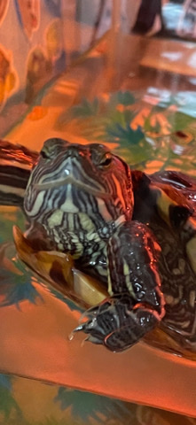 Turtle named Bubbles