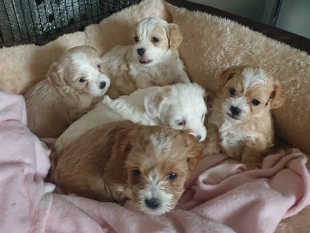 5 stunning Pedigree Club registered Maltipoo puppies