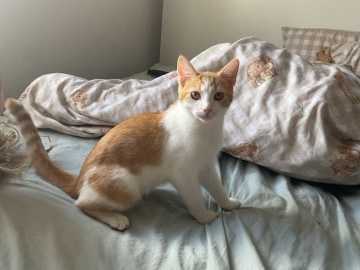 British Shorthair – male domestic short hair for sale – Leamington Spa