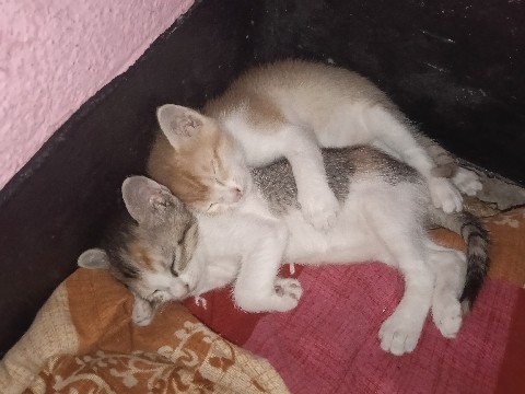 Friendly 2-Month-Old Kittens Available in Patna – Patna