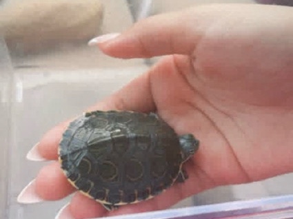 meso American slider