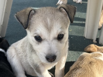 American Pit Bull Terrier – 8 week old puppy – San Bernardino