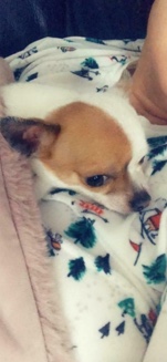 Chihuahua – chihuahua for sale