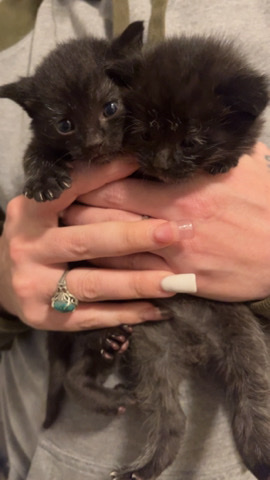 free kittens