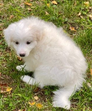 Poodle – Diamond