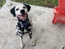 Dalmatian – Loving Dalmatian Boy – Corpus Christi