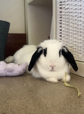Holland Lop – rehoming holland lop bunny