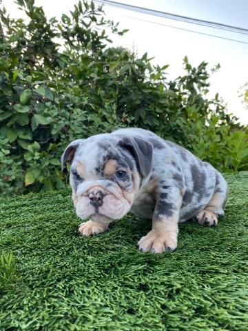 Bulldog – Purebred English Bulldog Puppies Tri Merle