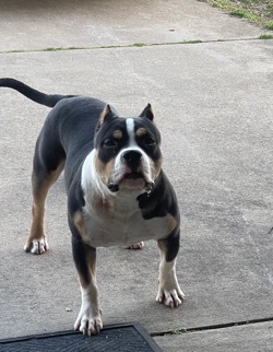 American Pocket Bully