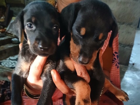 Doberman Pinscher - Doberman puppies  available for adoption in Bengaluru