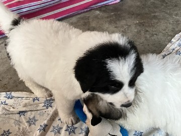 Newfoundland – Great Pyrenees Newfoundland y – Indianapolis