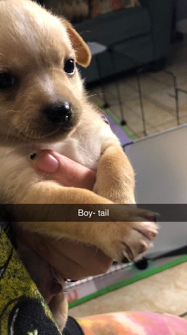 Chihuahua – puppies