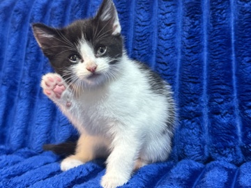 Beautiful Male Kitten - Friendly & Playful – Oldham