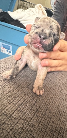 French Bulldog – French bulldogs