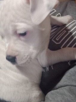 American Pit Bull Terrier – pitbull Puppies