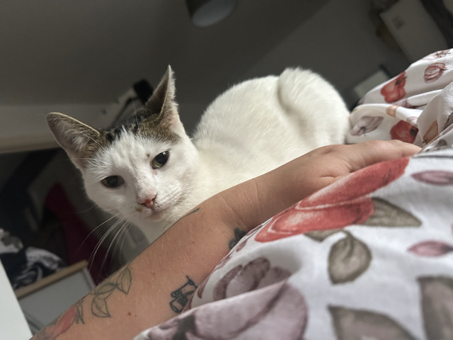 3 beautiful female cats – Redditch
