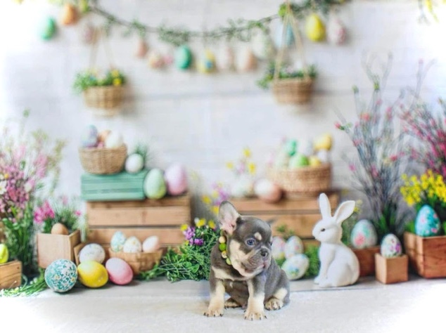 French Bulldog – lilac and tan French bulldog – Coeur d'Alene