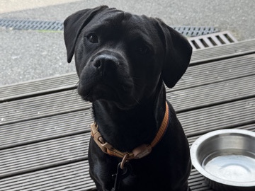 French Spaniel – benny - 1 years old - french bull dog x cocker spaniel – Nottingham