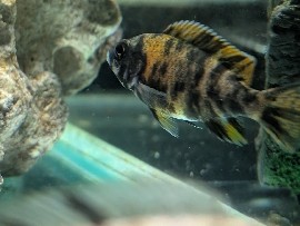 Cichlid – african cichlids & plecos – Baldock