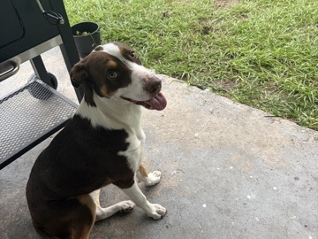 Mixed Breed – sweetheart needs a good home and love – Lakeland