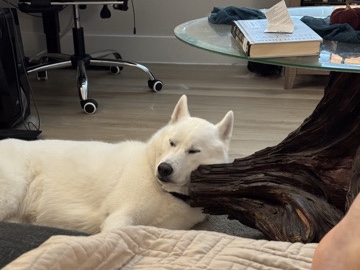 Siberian Husky – Husky – Carrollton
