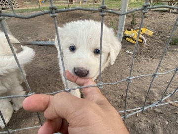 Great Pyrenees – Great Pyrenees Puppies Available 🐶 – San Antonio