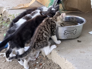 rehome kittens‼️ – Exeter