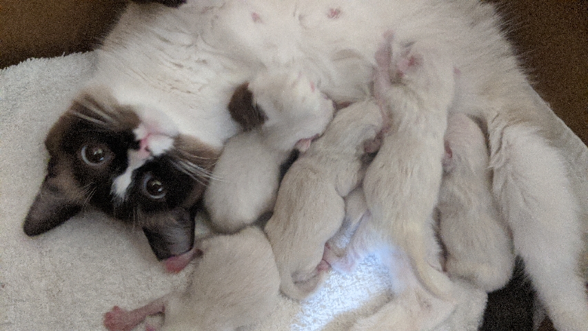 Siamese – Ragamese Kittens