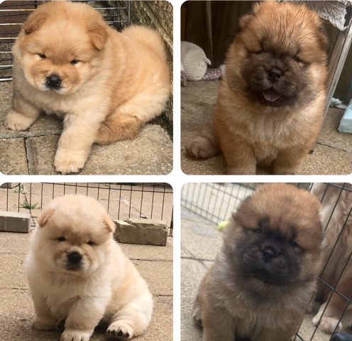 KC registered chow chow puppies 