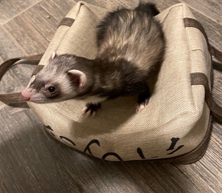 ferret – Female Sable Ferret