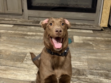 Labrador Retriever – willow – Gatesville