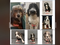 Doodle – Aussiedoodle puppies – Melrose